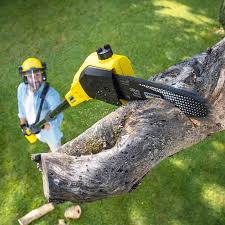 Professional Tree Services in Billington Heights, NY