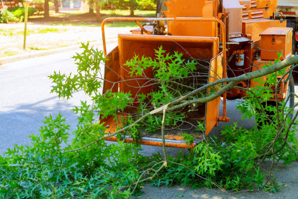 Seasonal Cleanup (Spring/Fall) in Billington Heights, NY