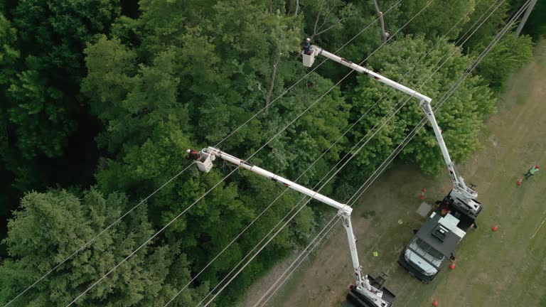 How Our Tree Care Process Works  in  Billington Heights, NY